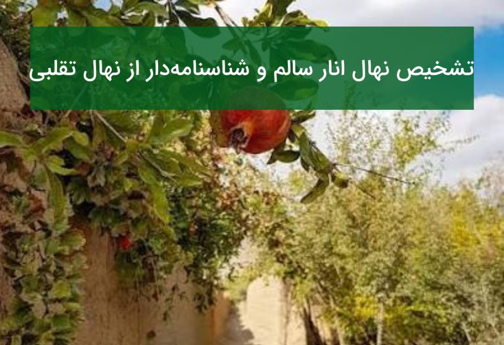 تشخیص نهال انار سالم و شناسنامه‌دار از نهال تقلبی