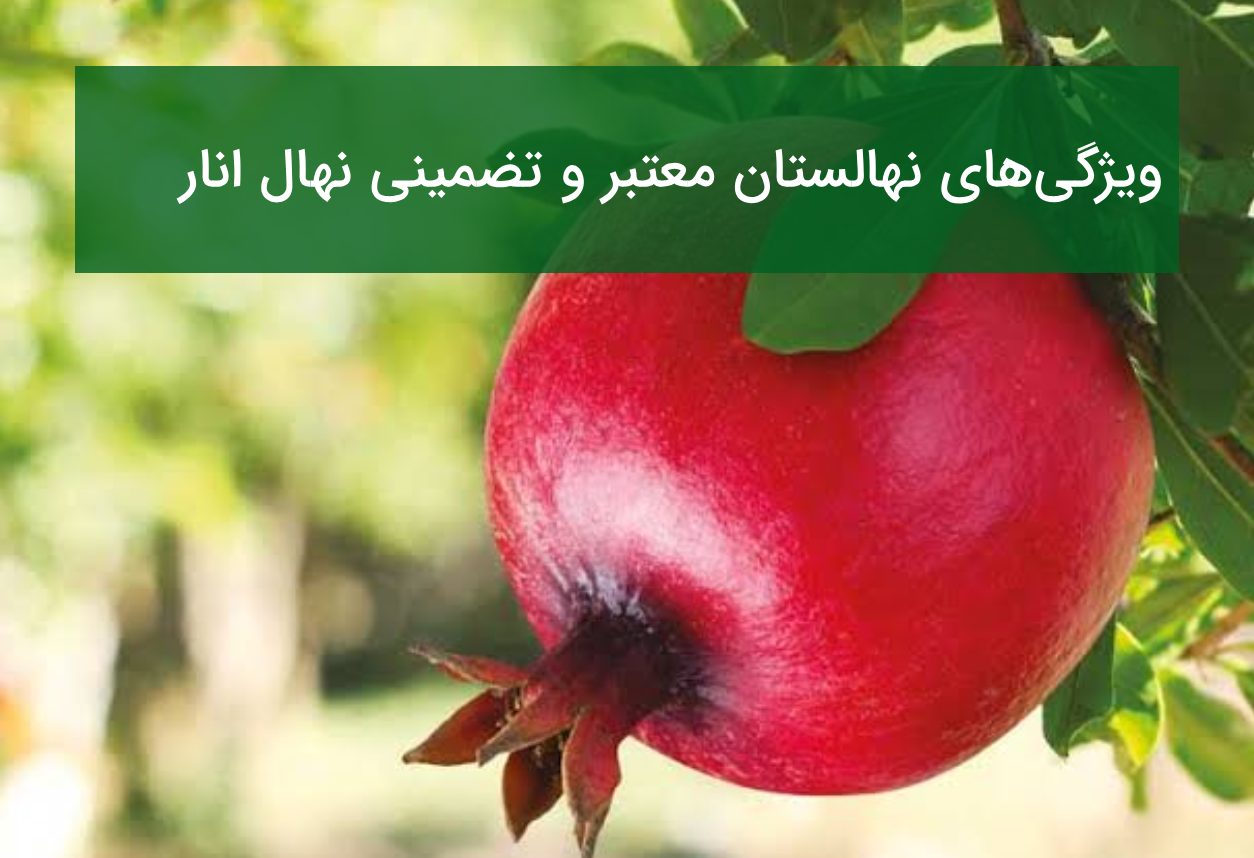 ویژگی‌های نهالستان معتبر و تضمینی نهال انار
