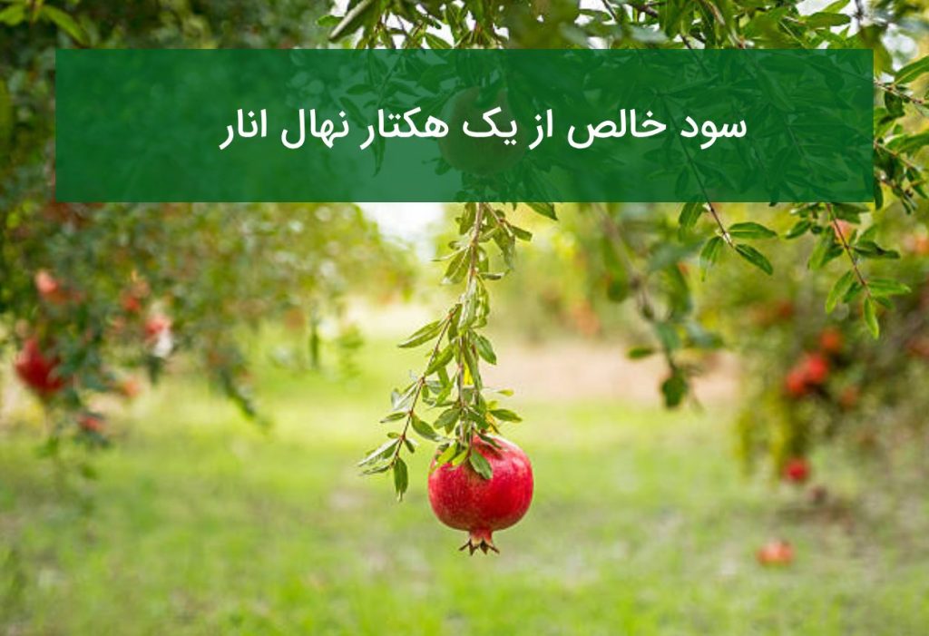 سود خالص از یک هکتار نهال انار