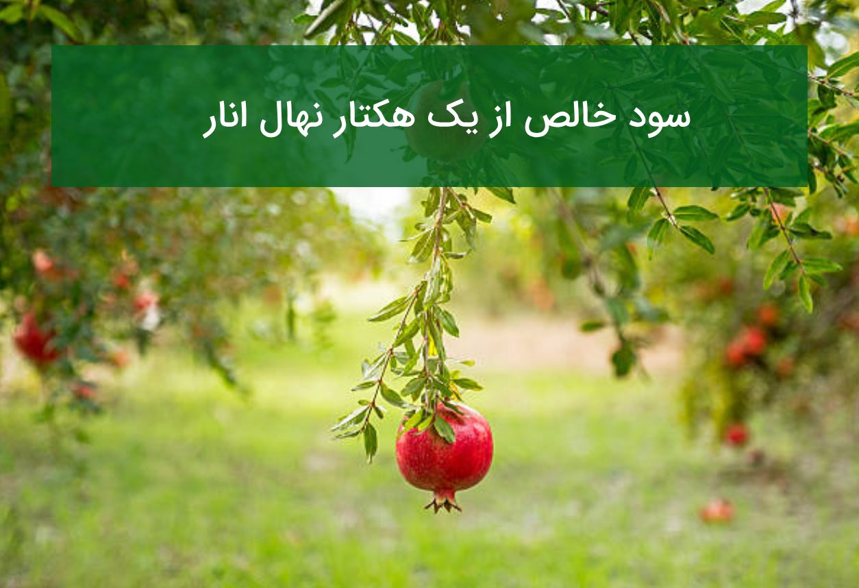 سود خالص از یک هکتار نهال انار
