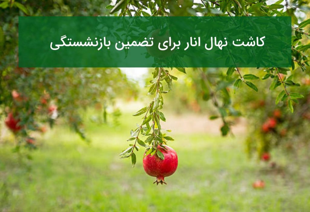 کاشت نهال انار برای تضمین بازنشستگی
