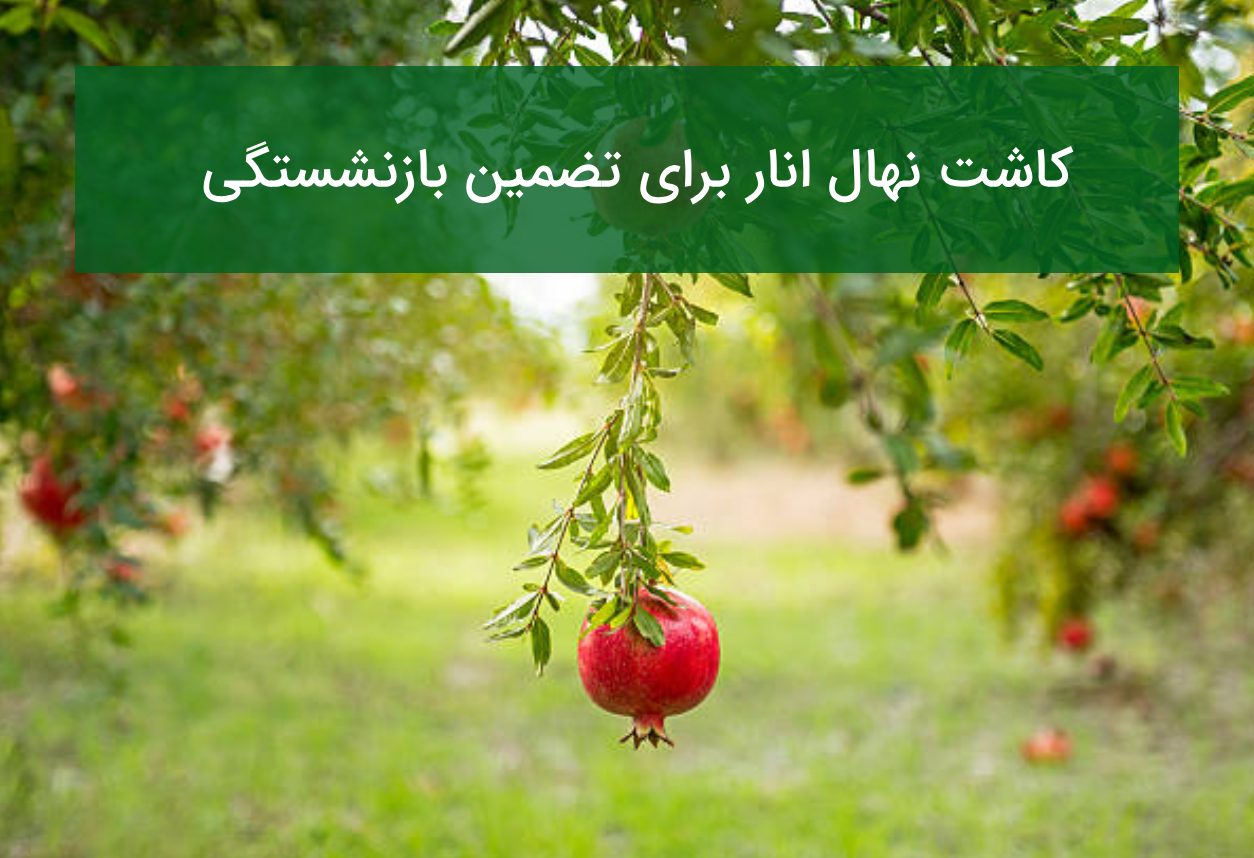 کاشت نهال انار برای تضمین بازنشستگی