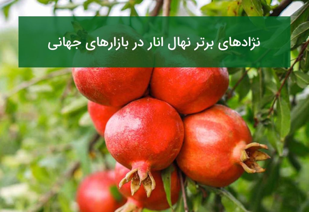 نژادهای برتر نهال انار در بازارهای جهانی
