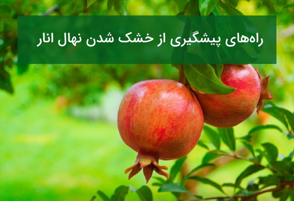 علت خشک شدن نهال انار بعد از کاشت
