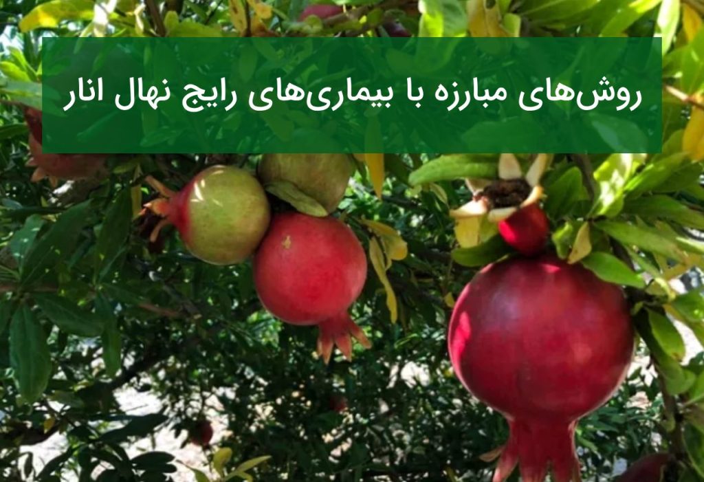آفات و بیماری‌های رایج نهال انار