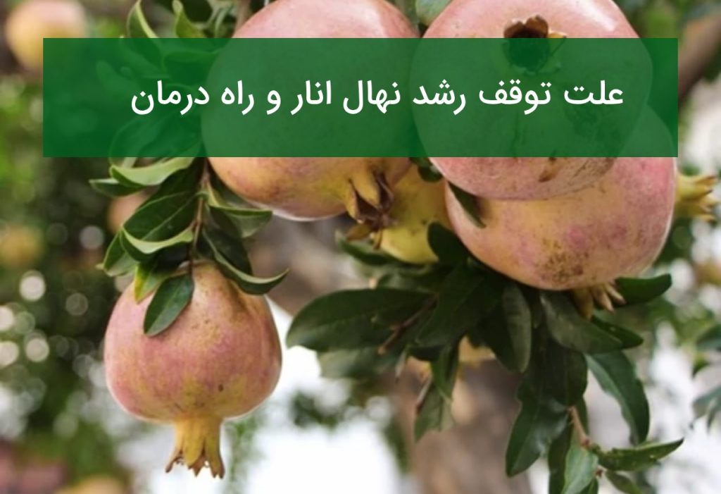 چرا نهال انار من رشد نمی کند؟
