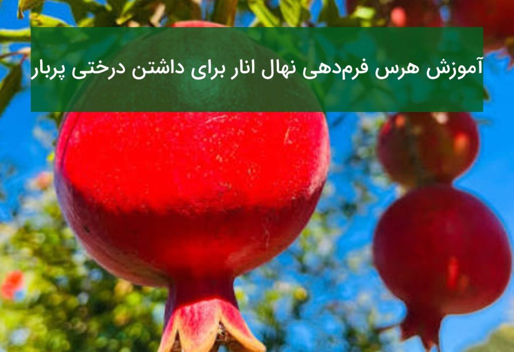 آموزش هرس فرم‌دهی نهال انار