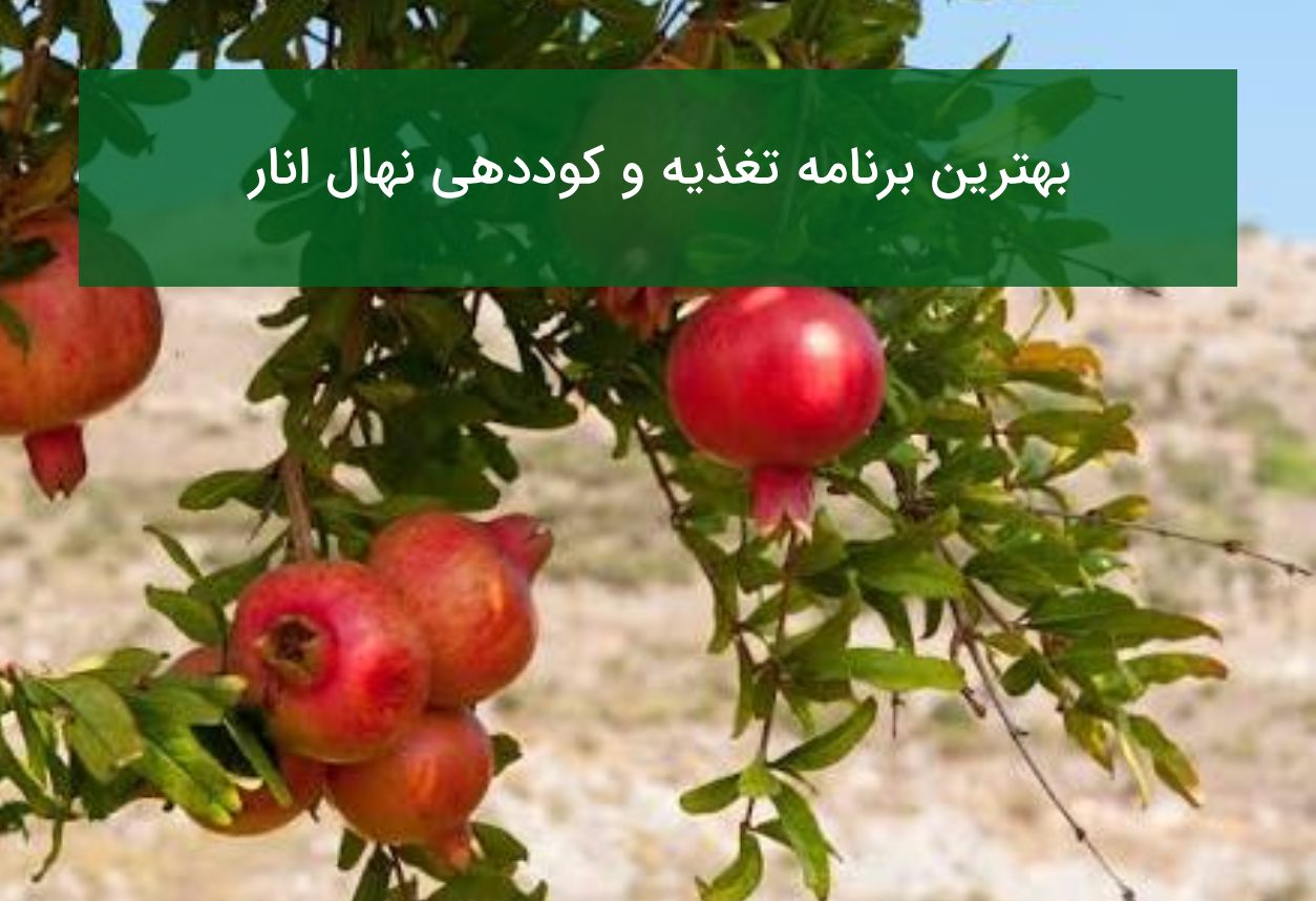 بهترین برنامه تغذیه برای رشد انفجاری نهال انار