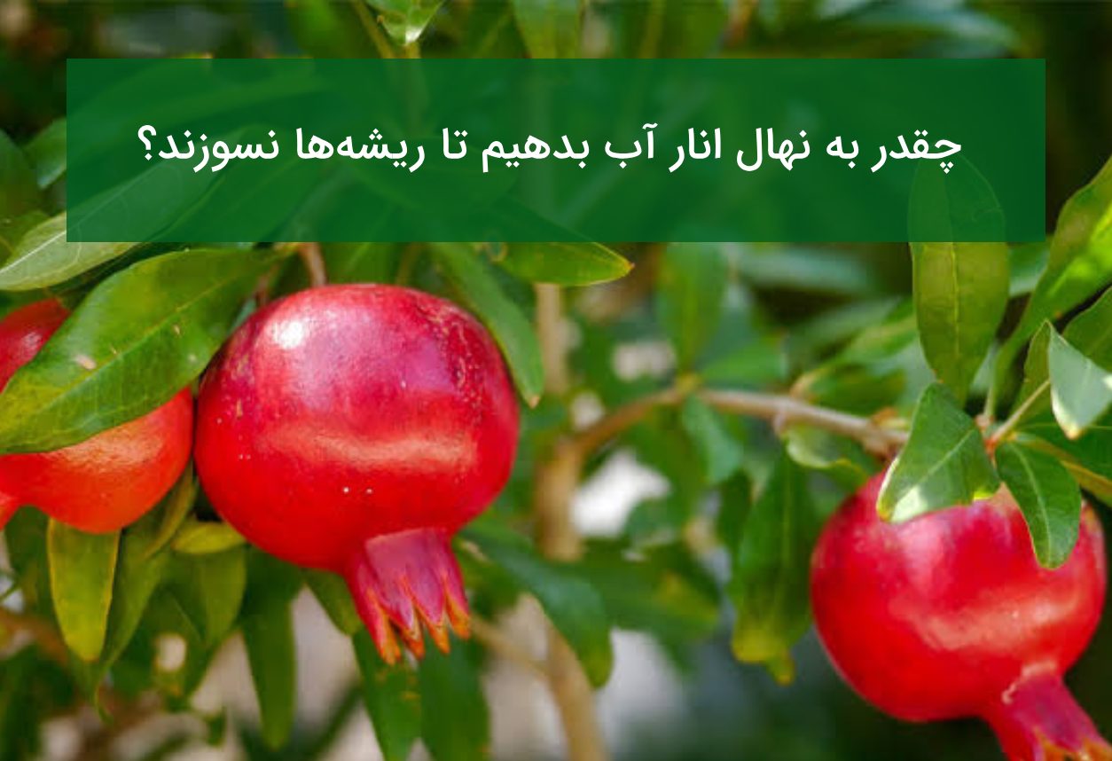چقدر به نهال انار آب بدهیم تا ریشه‌ها نسوزند؟