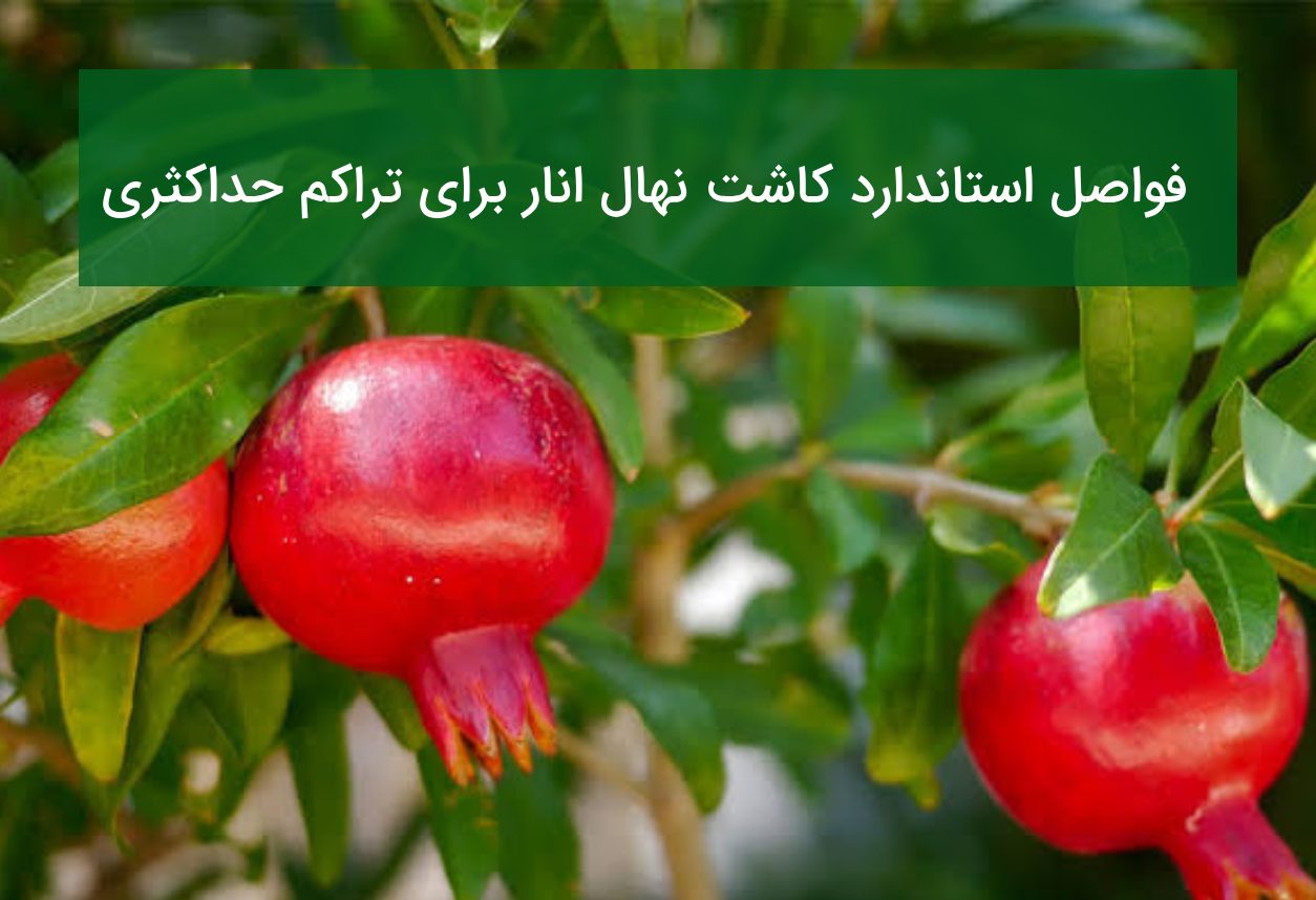 فواصل استاندارد کاشت نهال برای تراکم حداکثری