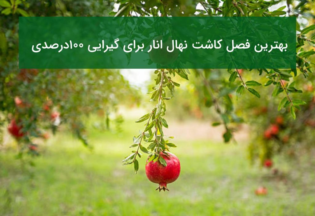 بهترین فصل کاشت نهال انار برای گیرایی ۱۰۰درصدی