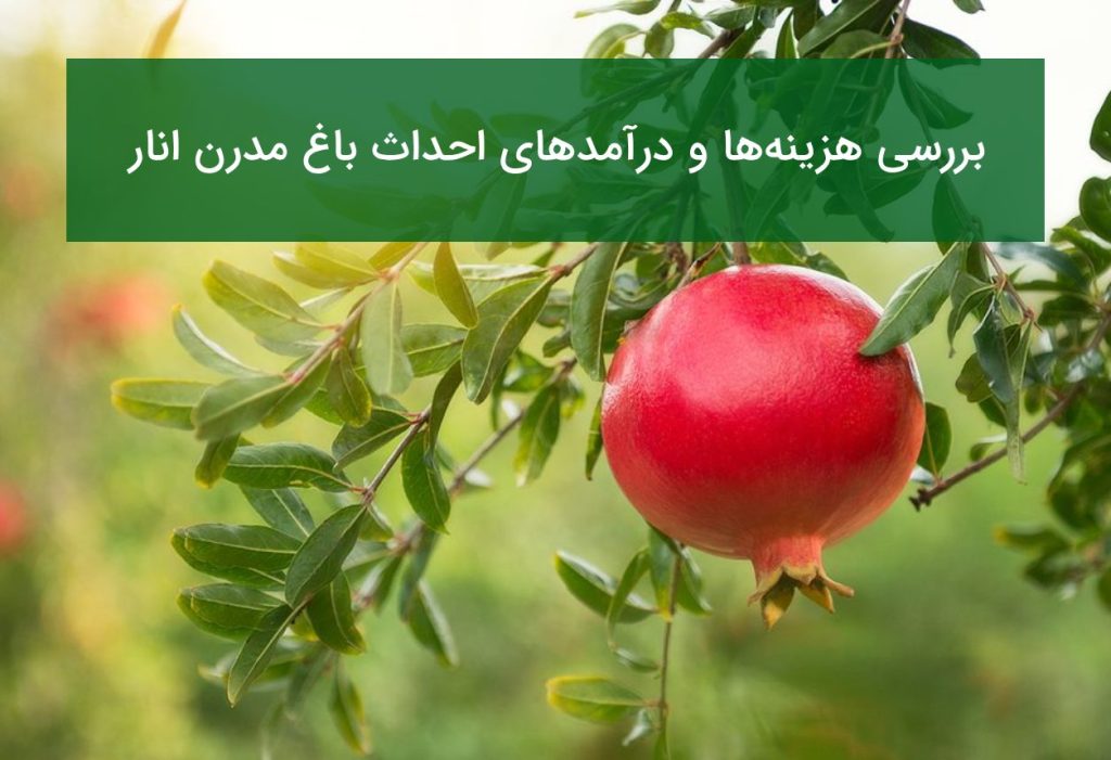 بررسی هزینه‌ها و درآمدهای احداث باغ مدرن انار