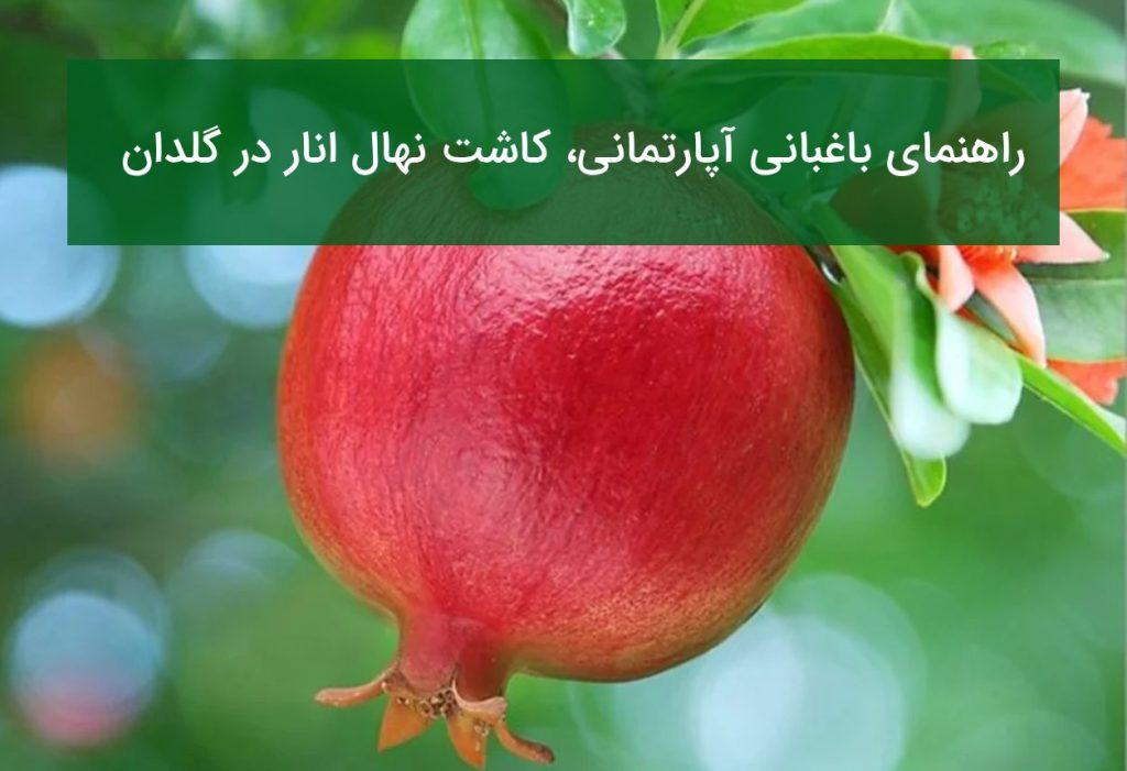راهنمای کاشت نهال انار در گلدان
