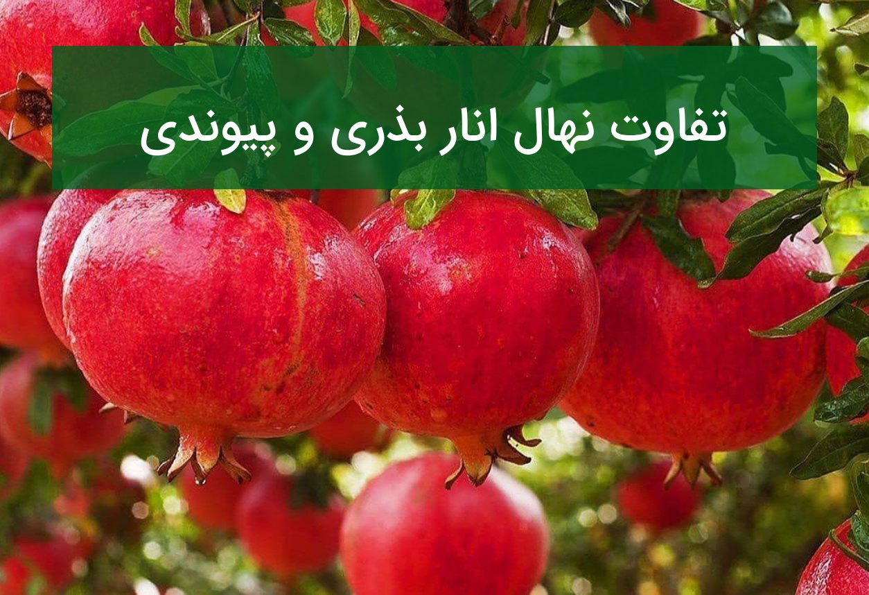 تفاوت نهال انار بذری و پیوندی؟