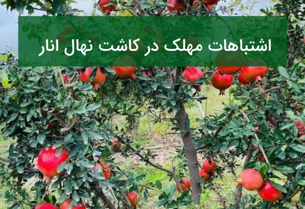 ۵ اشتباه مهلک در کاشت نهال انار