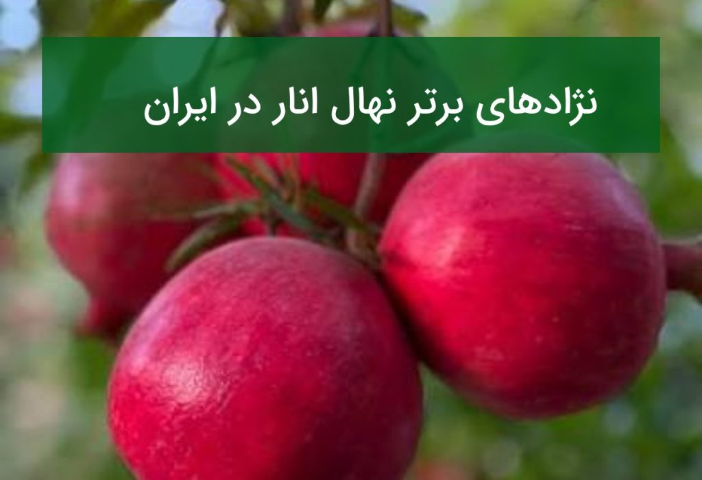 ۱۰ نژاد برتر نهال انار در ایران