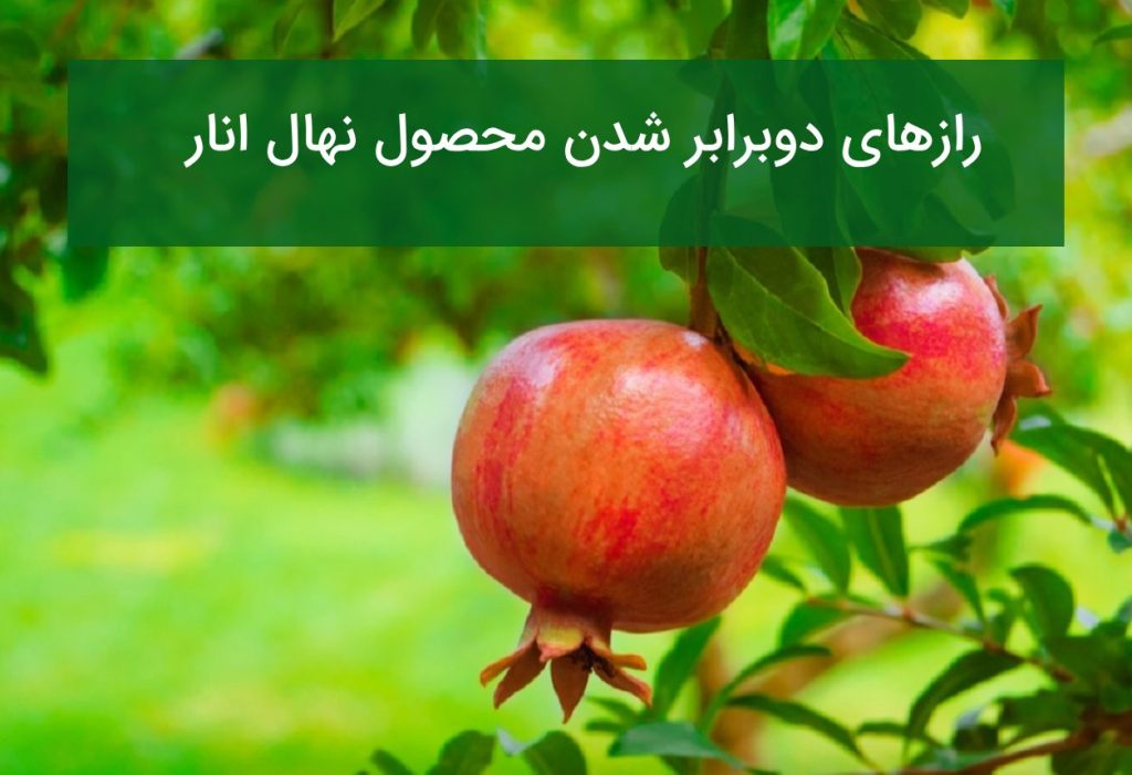 ۱۰ راز دوبرابر شدن محصول نهال انار