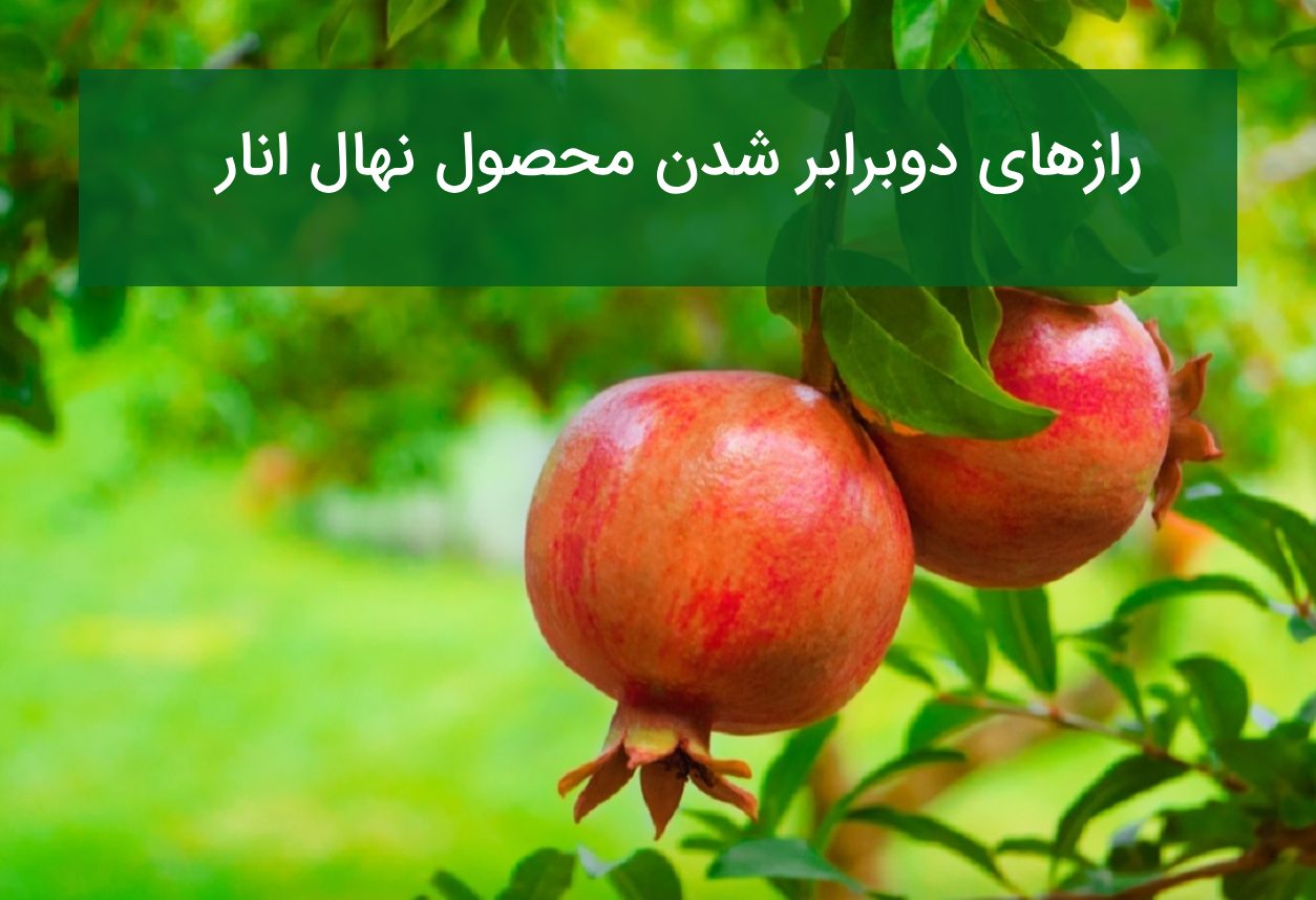 ۱۰ راز دوبرابر شدن محصول نهال انار