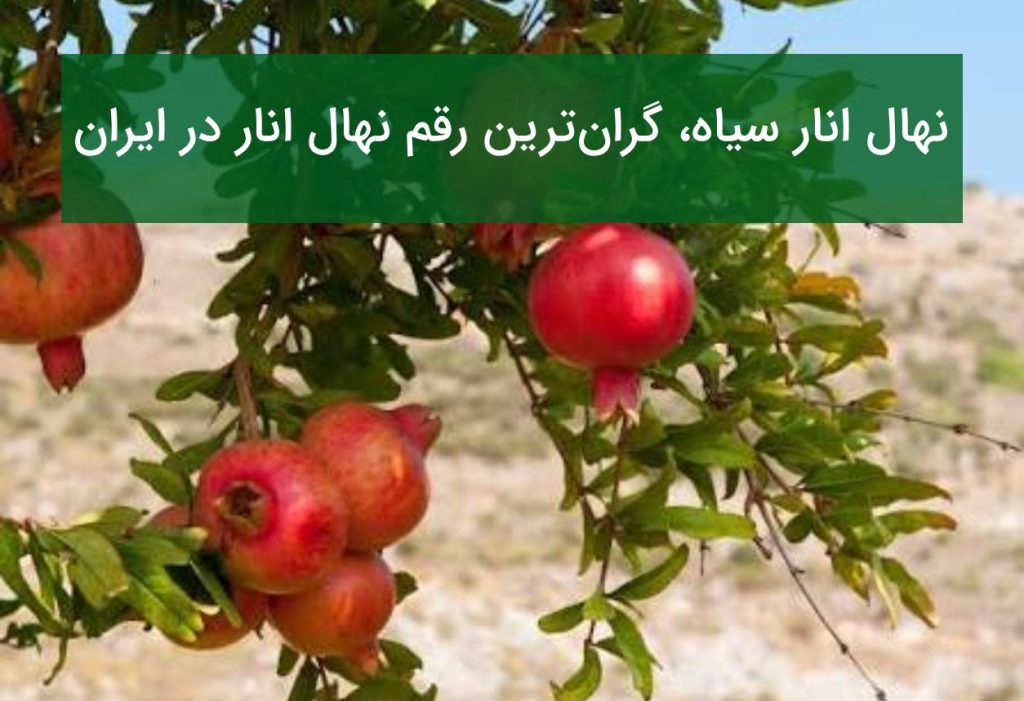 نهال انار سیاه