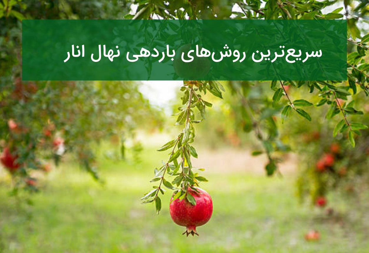 سریع‌ترین روش‌های باردهی نهال انار