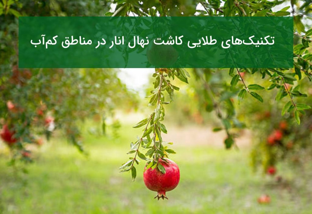 تکنیک‌های طلایی کاشت نهال انار در مناطق کم‌آب و شور