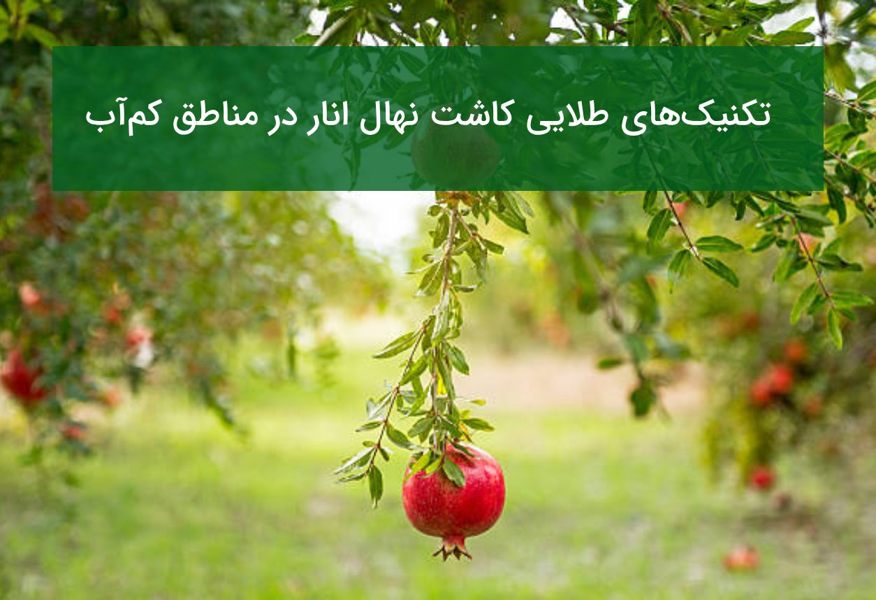 تکنیک‌های طلایی کاشت نهال انار در مناطق کم‌آب و شور