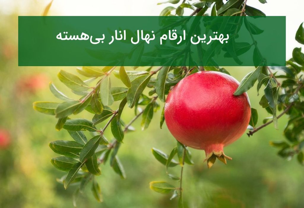 بهترین ارقام نهال انار بی‌هسته (ویموم)؛ تجربه‌ای متفاوت از طعم و بازارپسندی