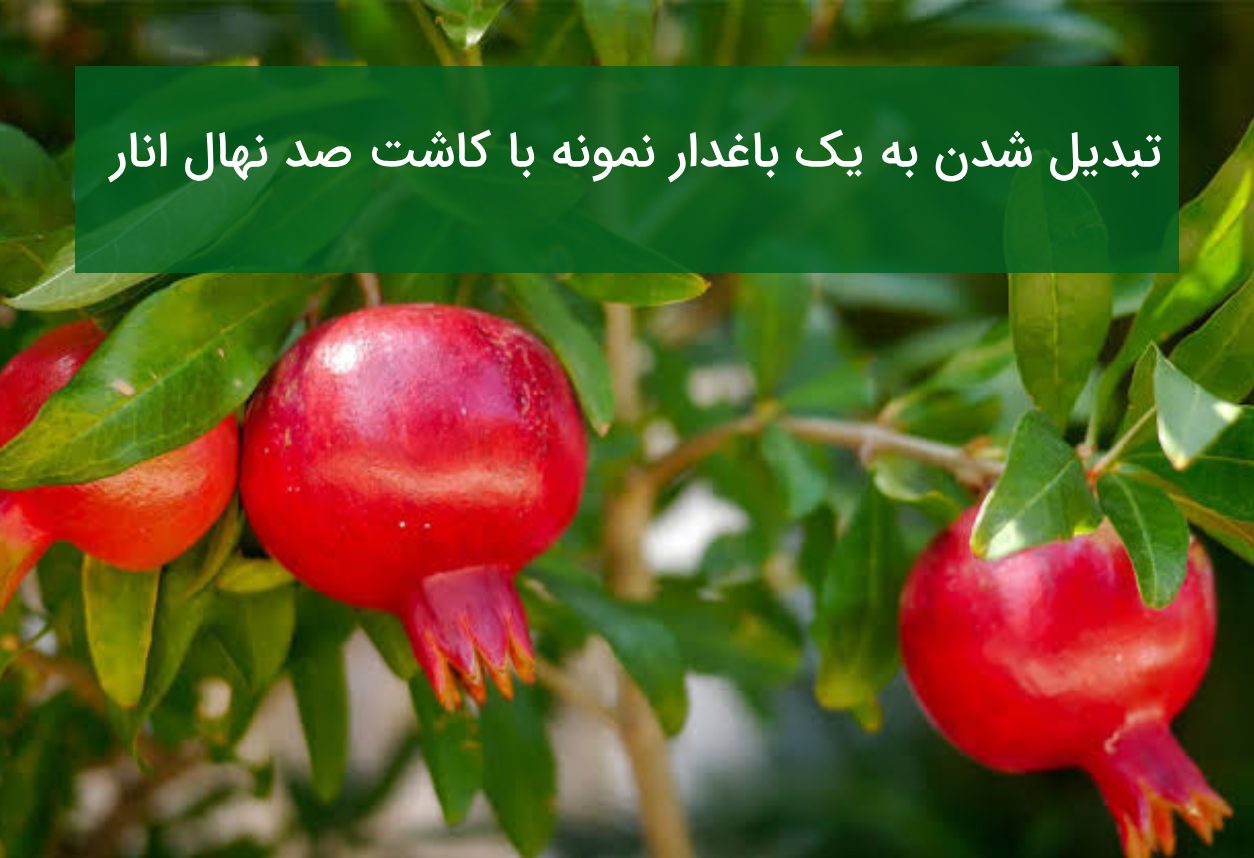داستان موفقیت: چگونه با کاشت ۱۰۰ نهال انار به یک باغدار نمونه تبدیل شدم؟