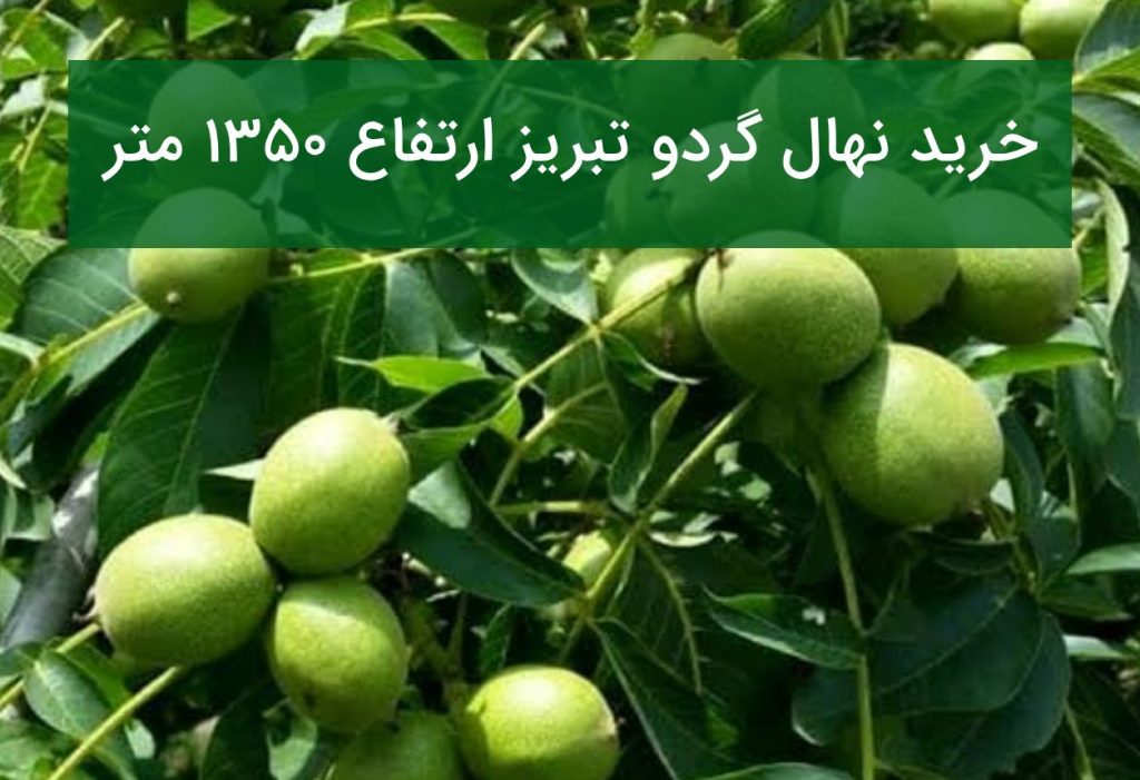 خرید نهال گردو تبریز ارتفاع ۱۳۵۰ متر