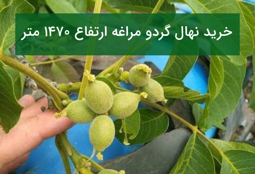 خرید نهال گردو مراغه
