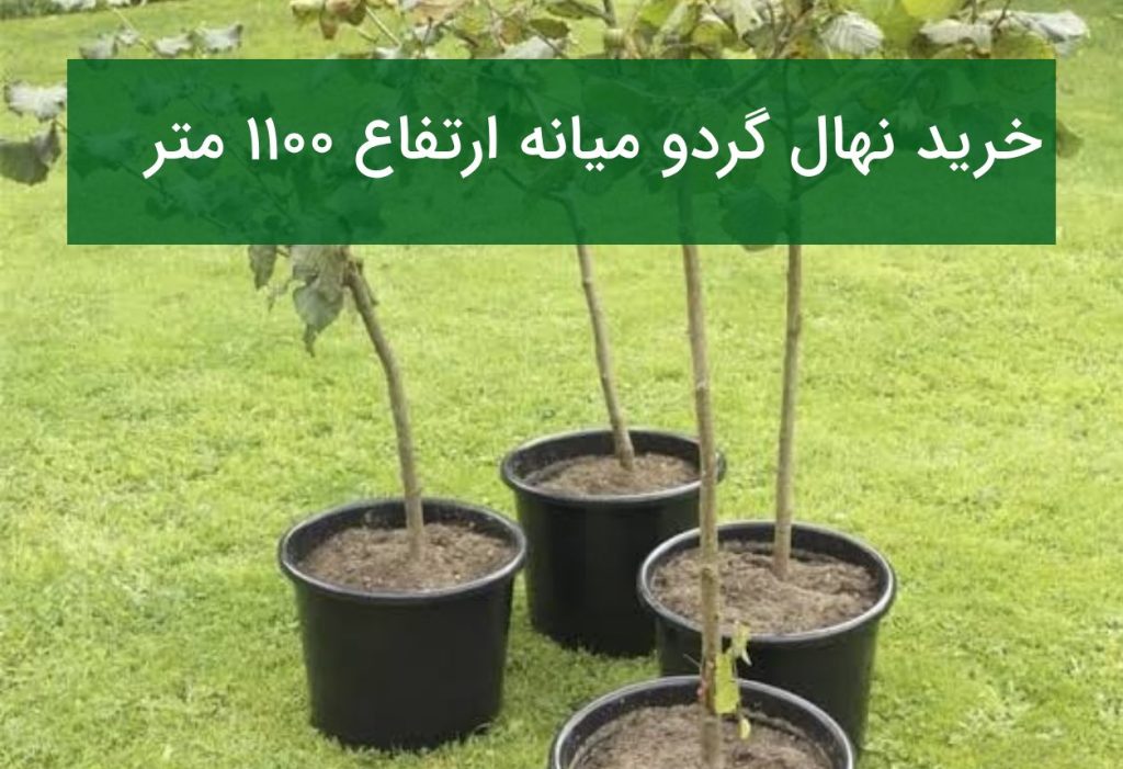خرید نهال گردو میانه