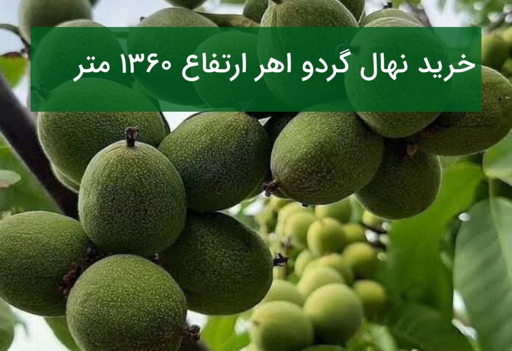 خرید نهال گردو اهر