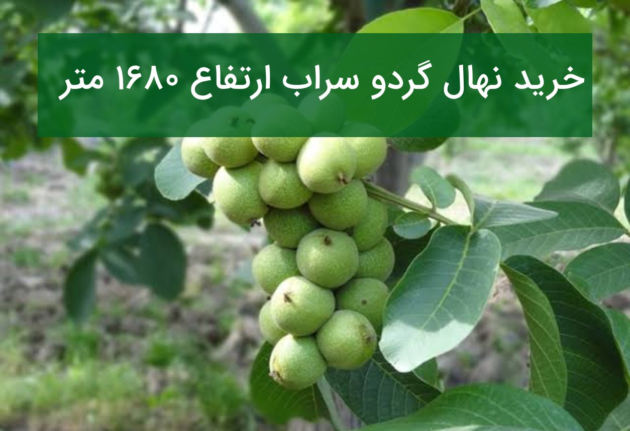 خرید نهال گردو سراب