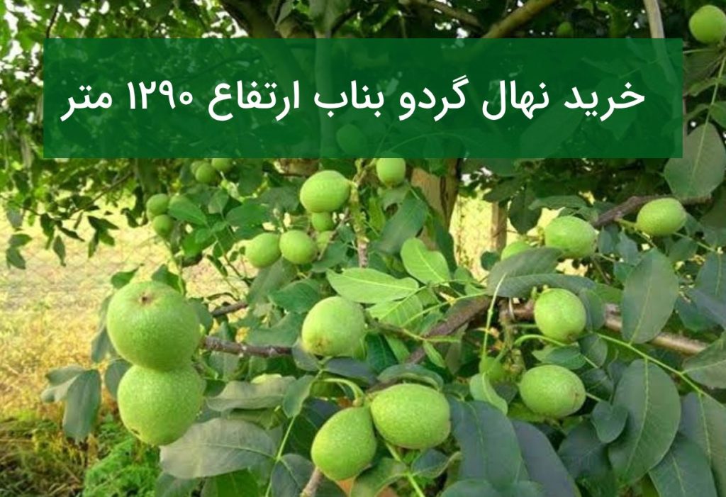 خرید نهال گردو بناب