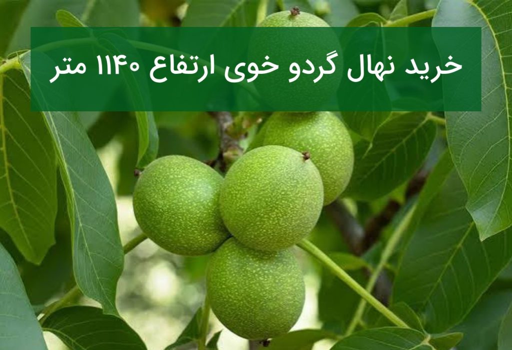 خرید نهال گردو خوی