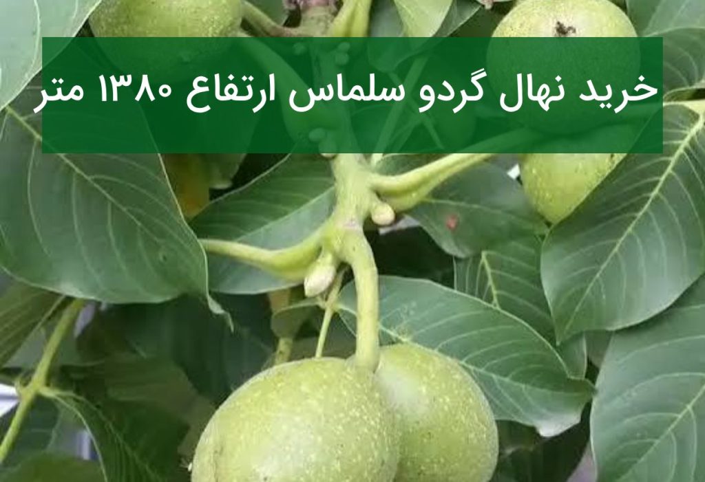 خرید نهال گردو سلماس ارتفاع ۱۳۸۰ متر | راهنمای احداث باغ گردوی تجاری و مدرن