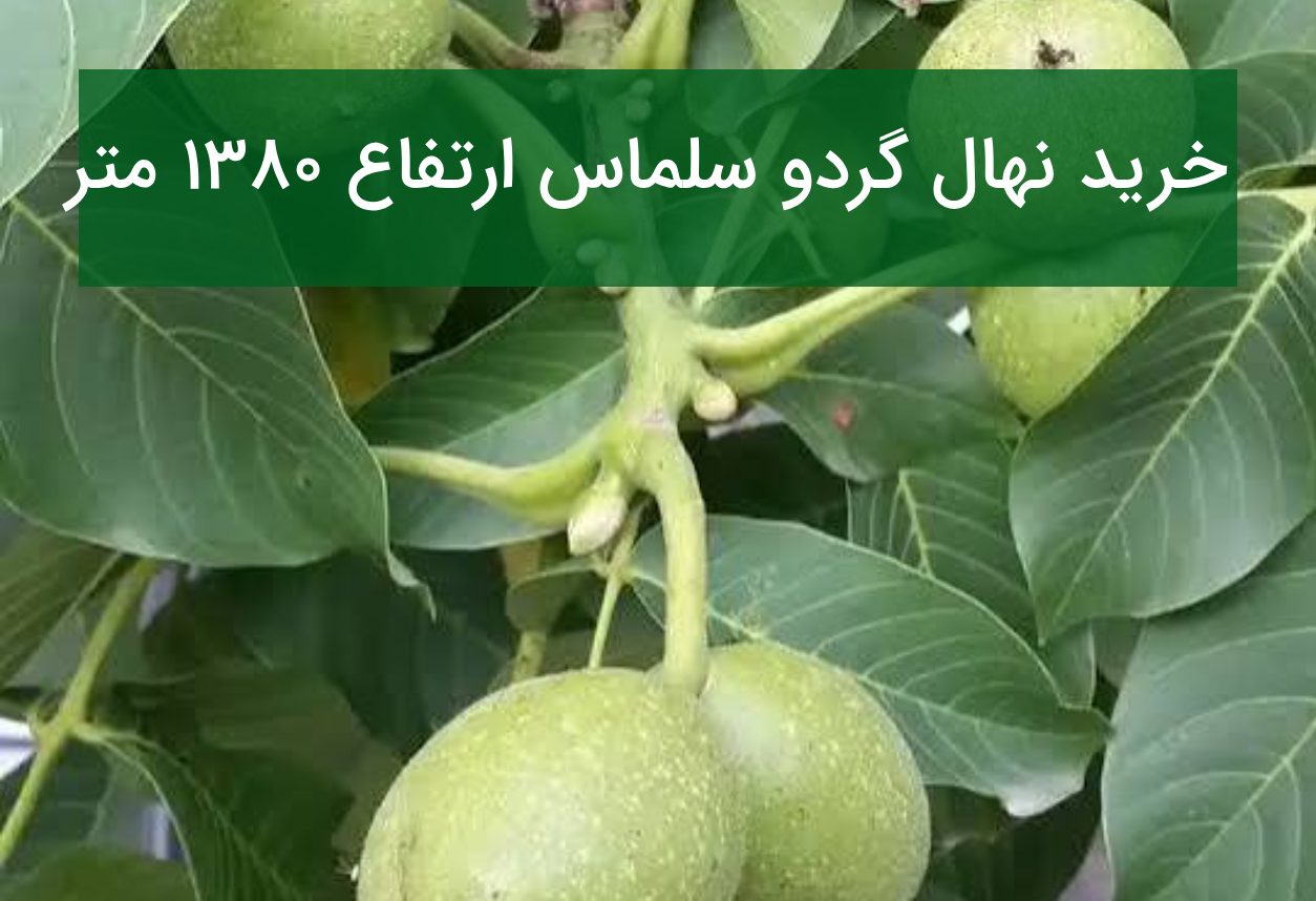 خرید نهال گردو سلماس ارتفاع ۱۳۸۰ متر | راهنمای احداث باغ گردوی تجاری و مدرن