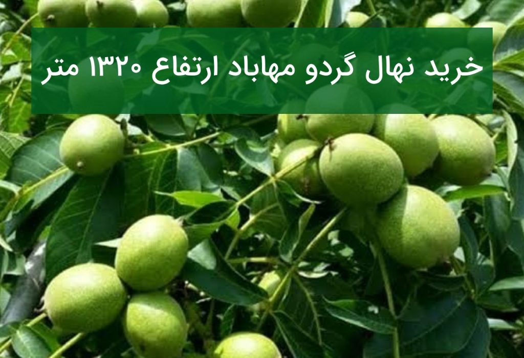خرید نهال گردو مهاباد ارتفاع ۱۳۲۰ متر