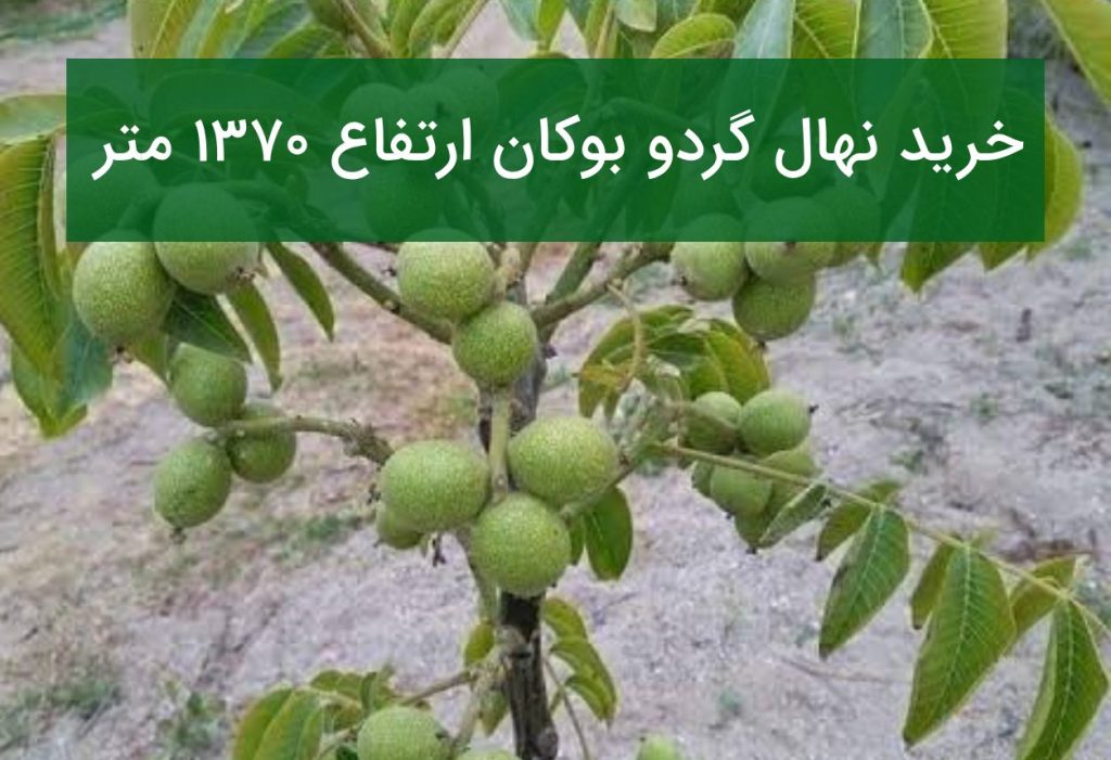 خرید نهال گردو بوکان ارتفاع ۱۳۷۰ متر؛ بهترین ارقام گردو برای احداث باغ تجاری در بوکان