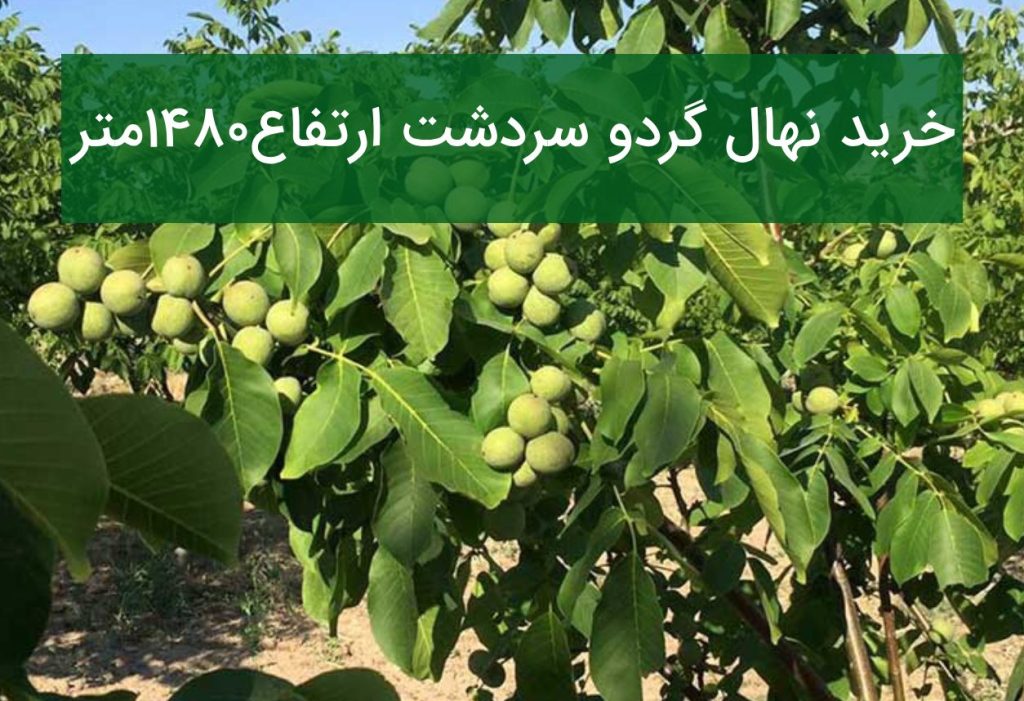 خرید نهال گردو سردشت ارتفاع ۱۴۸۰ متر؛