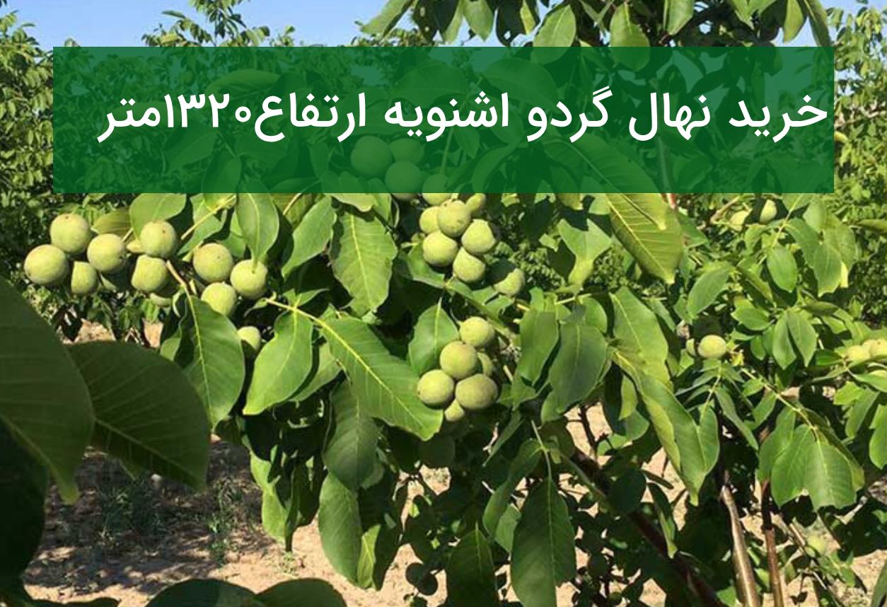 خرید نهال اشنویه ۱۳۲۰ متر