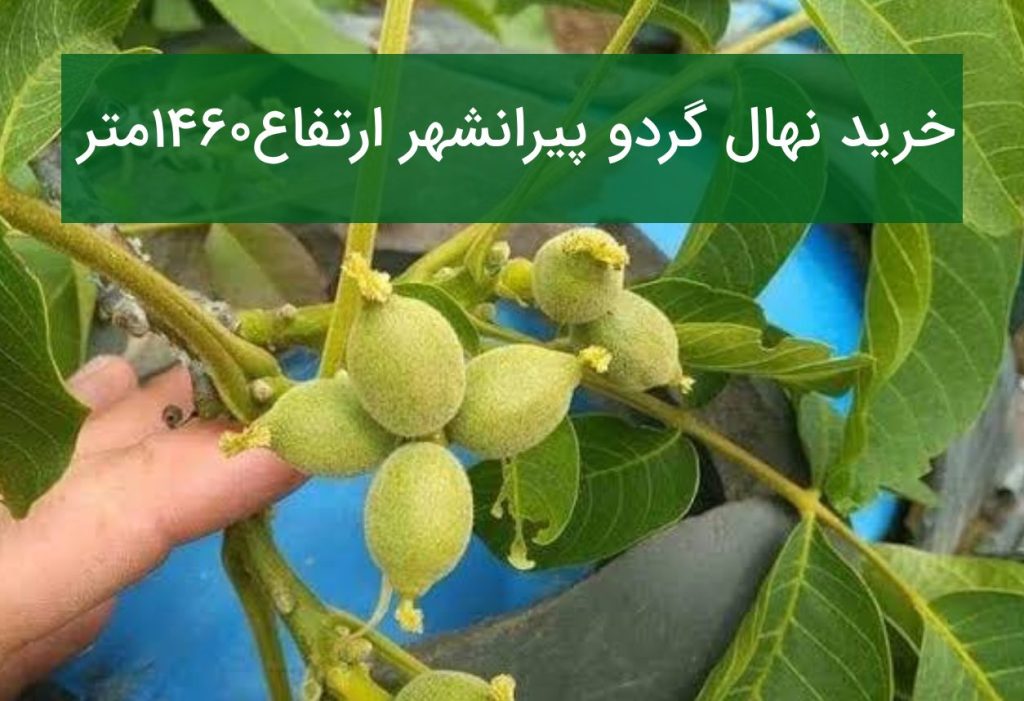 خرید نهال گردو پیرانشهر ارتفاع ۱۴۶۰ متر