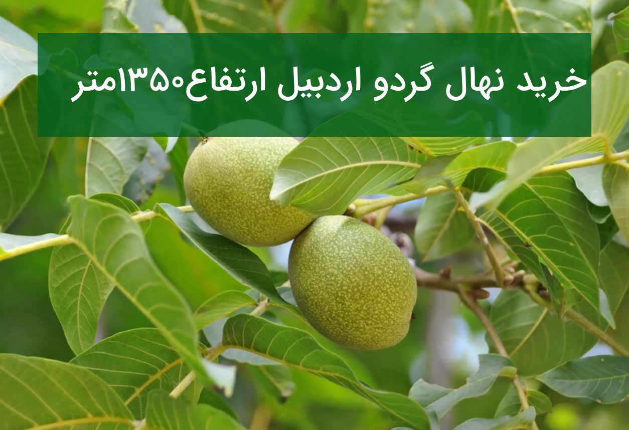 خرید نهال گردو اردبیل ارتفاع ۱۳۵۰ متر
