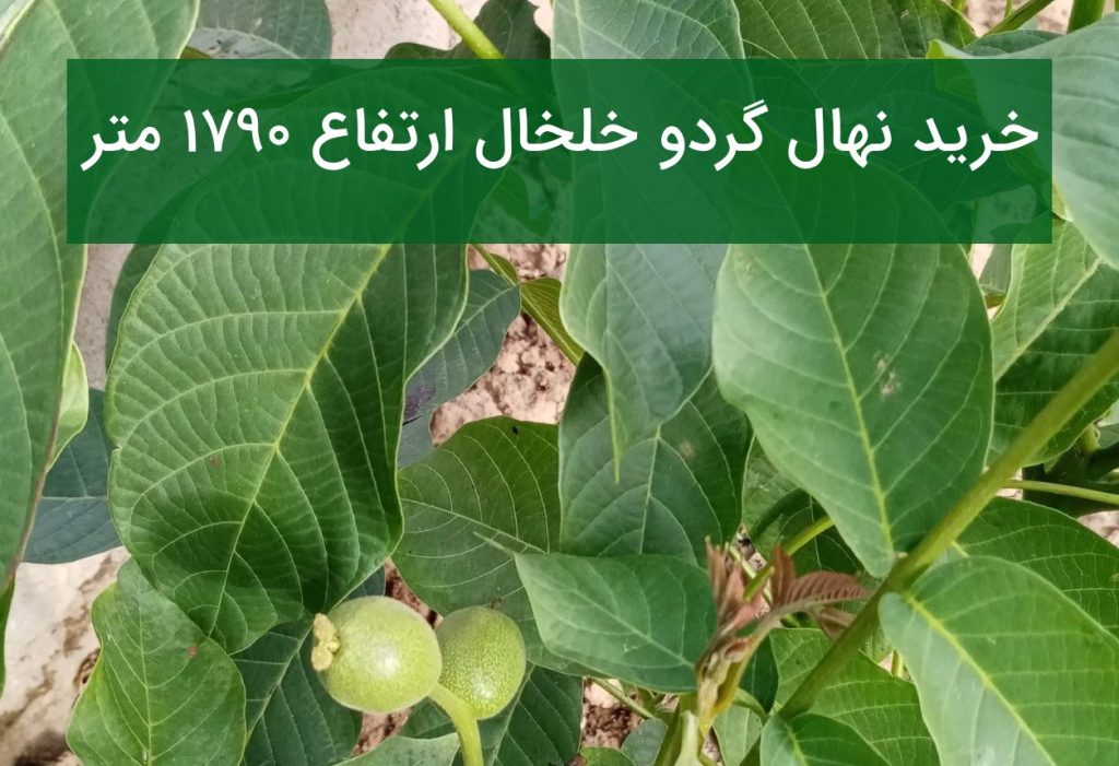 خرید نهال گردو خلخال