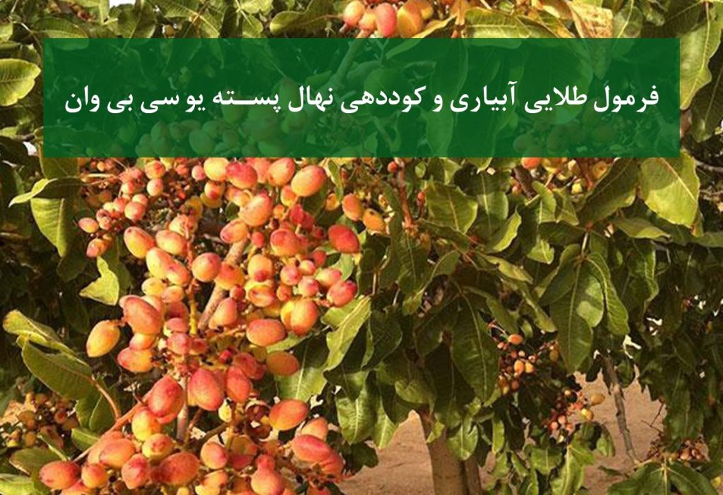 آبیاری اصولی نهال پسته UCB1 در باغ مدرن