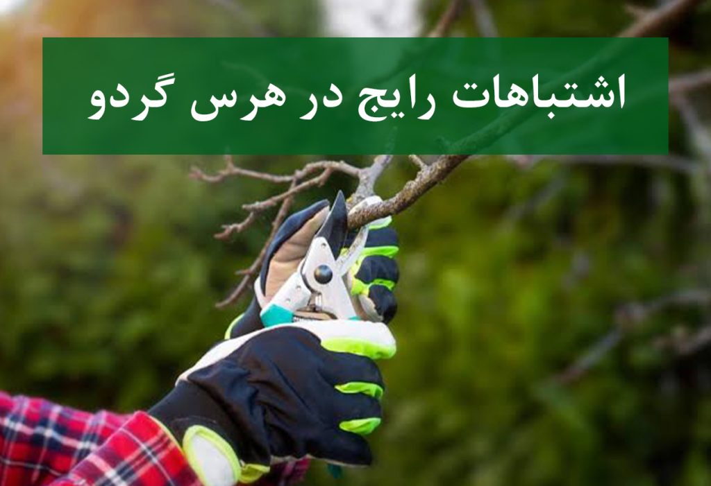 اشتباهات رایج در هرس گردو
