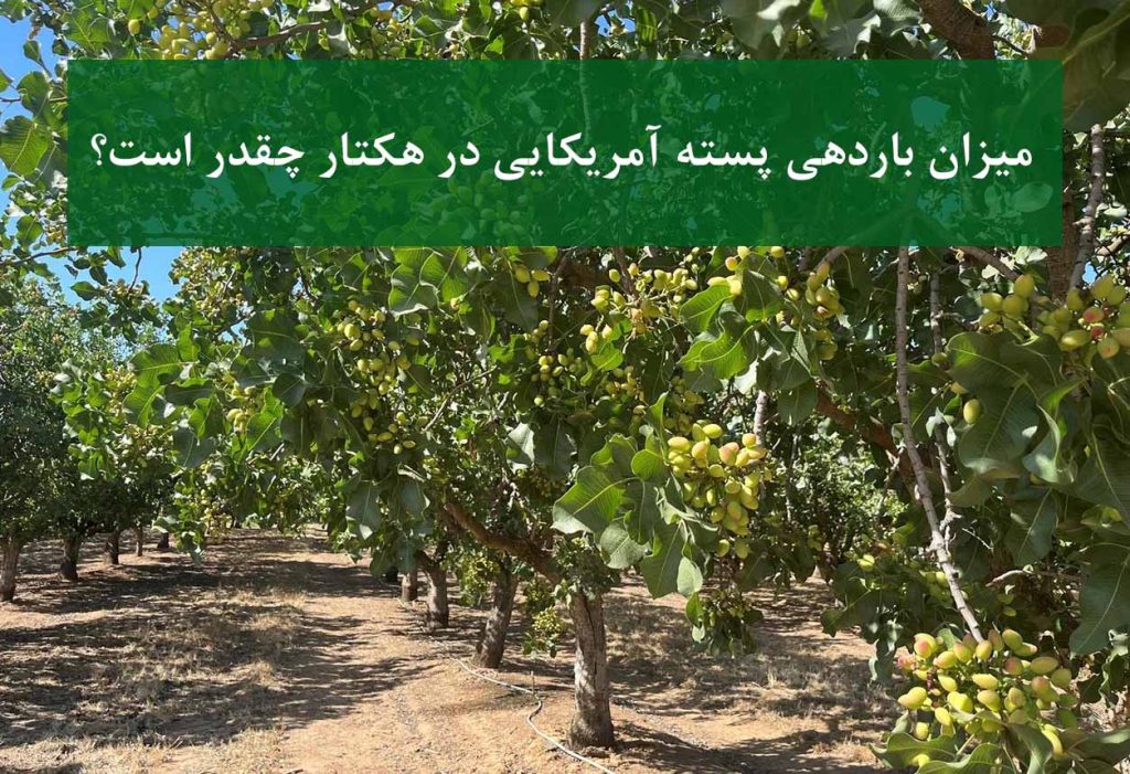 باردهی باغ پسته آمریکایی در هر هکتار با پایه UCB1