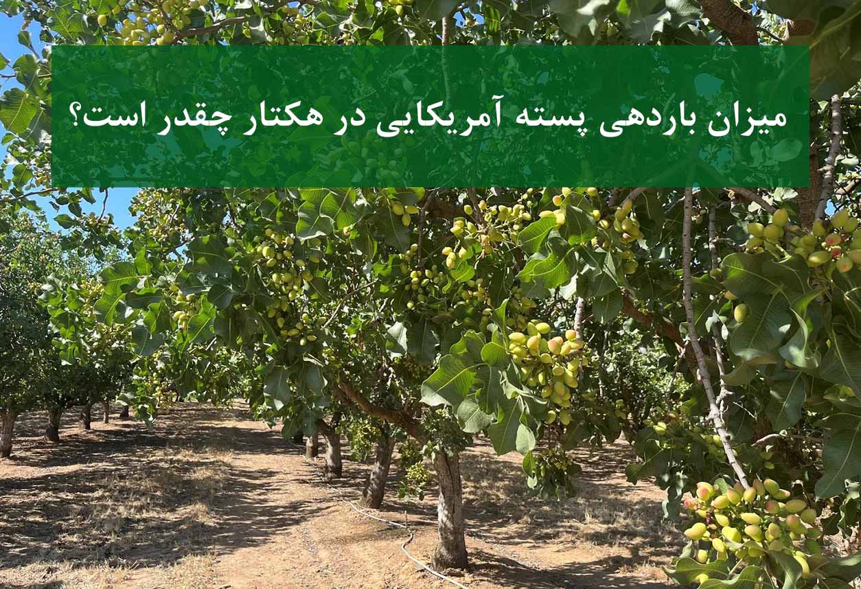 باردهی باغ پسته آمریکایی در هر هکتار با پایه UCB1