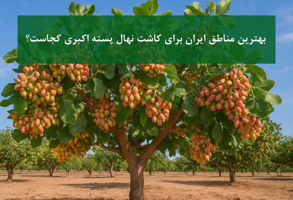 باغ پسته اکبری در استان کرمان با باردهی بالا