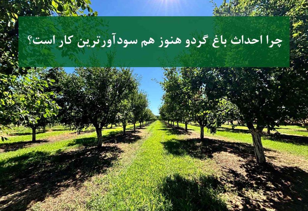 چرا احداث باغ گردو هنوز هم سودآورترین کار است؟